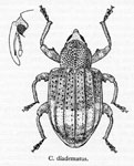  Conotrachelus diadematus