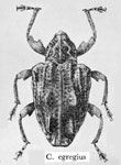  Conotrachelus egregius