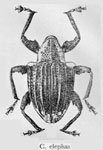  Conotrachelus elephas