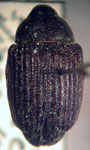  Conotrachelus ferrugineus