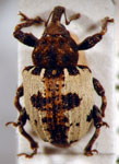  Conotrachelus fulvosuturalis