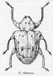  Conotrachelus homonymus