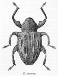  Conotrachelus incretus