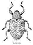  Conotrachelus inermis