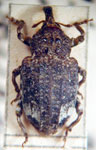  Conotrachelus informirostris