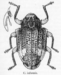  Conotrachelus informis