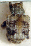  Conotrachelus lepidus