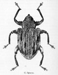  Conotrachelus ligneus