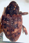  Conotrachelus marmoreus