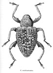  Conotrachelus multicarinatus