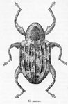  Conotrachelus nanus