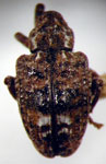  Conotrachelus nenuphar