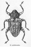  Conotrachelus nitidiventris