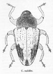  Conotrachelus nubifer