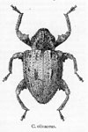  Conotrachelus olivaceus  