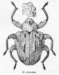  Conotrachelus olivicolor