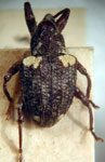  Conotrachelus persimilis