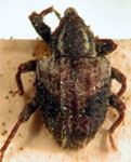  Conotrachelus phaseoli