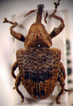  Conotrachelus psidii