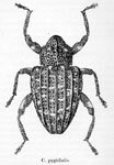  Conotrachelus pygidialis