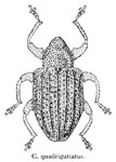  Conotrachelus quadriguttus