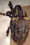  Conotrachelus quadrinotatus