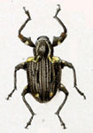  Conotrachelus quadripustulatus