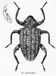  Conotrachelus recticollis