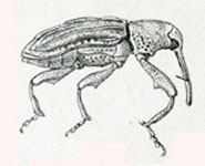  Conotrachelus rectirostris