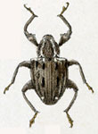  Conotrachelus signatus