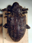  Conotrachelus sp.A10