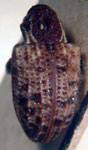  Conotrachelus sp.A11