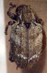  Conotrachelus sp.A15