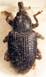  Conotrachelus sp.A27