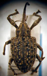  Conotrachelus sternalis