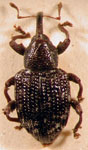  Conotrachelus striatus