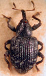  Conotrachelus subnebulosus