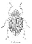  Conotrachelus sulphureus