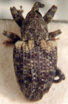  Conotrachelus tibialis