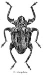  Conotrachelus triangularis