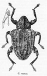  Conotrachelus vastus