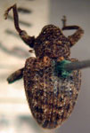  Conotrachelus verticalis