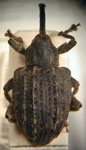  Conotrachelus vianai