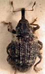  Conotrachelus vulgaris