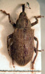  Dorytosomimus vestitus