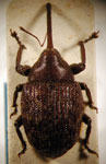  Nemarus ferrugineus