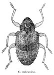  Pheloconus orchestoides