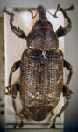  Arniticus hylobioides