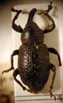  Heilipodus taciturnus