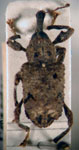  Placeilipus westringii